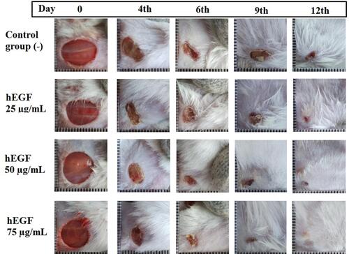 Figure 3 Observation of wound closure in all groups of test animals on days 0, 4, 6, and 9 and 12.