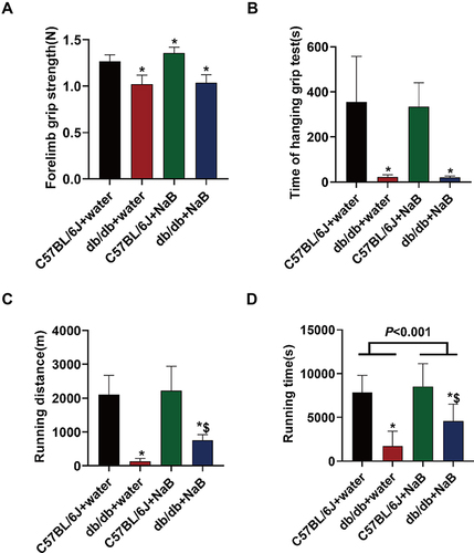 Figure 4 NaB alleviated impaired exercise capacity in db/db mice without affecting muscle strength. (A) Statistical analysis of forelimb grip strength in 4 groups of mice. (B) Statistical analysis of time of hanging grip test in 4 groups of mice. (C) Statistical analysis of treadmill exhaustion running distance in 4 groups of mice. (D) Statistical analysis of treadmill exhaustive running time in four groups of mice. Data are expressed as mean ± SEM (n = 10 in each group). *P < 0.05 vs C57BL/6J+water group; $P < 0.05 vs db/db+water group.