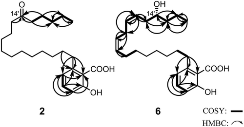 Figure 2. Important COSY (bold) and HMBC (→) correlations for 2 and 6.