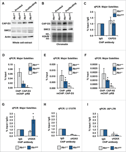 Figure 6. Recruitment of CAP-D3 by pRB mitigates DNA damage at pericentromeric major satellite repeats. (A) Western blots of whole-cell extracts from arrested and proliferating MEFs were used to determine CAP-D3 and SMC2 levels. The Actin blot serves as a loading control. (B) CAP-D3 and SMC2 western blots of chromatin fractions. Coomassie-stained histones serve as a loading control. (C) CAP-D3 ChIP-qPCR performed using chromatin from proliferating MEFs and quantified at major satellite repeats. (D) CAP-D3-pRB ChIP-reChIP performed using chromatin from proliferating MEFs was quantified at major satellite repeats by qPCR. (E) pRB-CAP-D3 ChIP-reChIP performed as described for Figure 6D, but with a reciprocal order of ChIPs. (F) CAP-H2-pRB ChIP-reChIP performed as described for Figure 6D. (G) γH2AX ChIP-qPCR was performed using chromatin from proliferating MEFs and quantified at pericentromeric major satellite repeats and normalized to IgG ChIP performed in parallel from the same chromatin preparation. ((H)and I) γH2AX ChIP-qPCR from Figure 6G quantified at L1 5′ UTRs and IAP LTRs. For all graphs, error bars indicate one standard deviation from the mean, and an asterisk represents a significant difference from wild type (n = 3, P ≤ 0.05 by t-test).