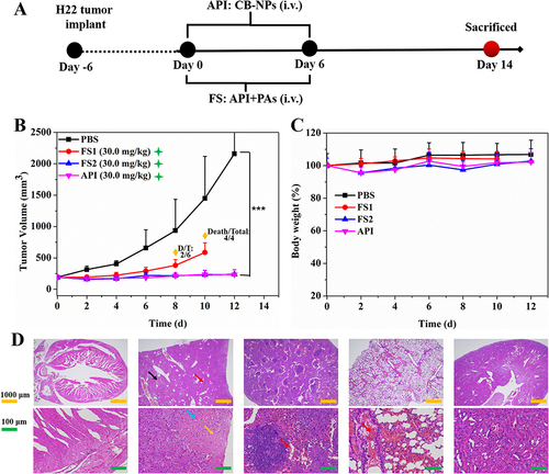 Figure 4 In vivo efficacy of API and FSs in the H22 tumor-bearing mice model. (A) Therapy regimen; (B) Tumor volume relative to the start point as a function of time; (C) body weight relative to the start point as a function of time. The arrows represent the day on which the i.v. injection via tail vein was performed. The yellow diamond shape represents the death detail of mice treated with FS1. The green star shape stands for the injection concentration that was prepared based on CA4. The data are shown as mean ± SD (n = 6), ***P < 0.001; (D) H&E staining of main metabolic organs of deceased mice treated with FS1.