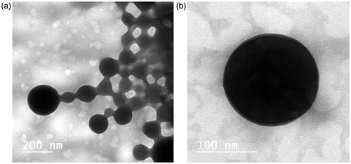 Figure 3. TEM photomicrographs of mixed Pluronic® L121/P123 polymeric micelles (PM7).