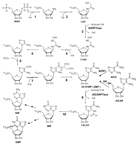 Figure 6. De novo purine nucleotide biosynthesis pathway. The de novo purine nucleotide biosynthetic pathway from phosphoribosyl pyrophosphate (PRPP) to IMP is shown. The numbered reactions are catalyzed by the following monofunctional enzymes: 1, glutamine phosphoribosylpyrophosphate amidotransferase (GPAT); 4, formylglycinamide ribonucleotide synthase (FGAM synthetase); and 8, adenylosuccinate lyase (ASL). Reactions 2, 3 and 5 are catalyzed by the trifunctional glycinamide ribonucleotide (GAR) formyltransferase (GARFTase) which contains GAR synthase (GARS; reaction 2), GAR formyltransferase (GARFTase; reaction 3) and 5-amino-4-imidazole ribonucleotide synthase (AIRS; reaction 5) activities. Reactions 6 and 7 are catalyzed by the bifunctional phosphoribosylaminoimidazole carboxylase/ phosphoribosylaminoimidazole succinocarboxamide synthetase (PAICS) enzyme, which contains carboxyaminoimidazole ribonucleotide synthase (CAIRS; reaction 6) and 5-aminoimidazole-4-(N-succinylocarboxamide) ribonucleotide synthase (SAICARS; reaction 7) activities. Reactions 9 and 10 are catalyzed by a bifunctional enzyme, 5-amino-4-imidazolecarboxamide ribonucleotide (AICAR) formyltransferase (AICARFTase)/IMP cyclohydrolase (ATIC) that sequentially catalyzes the last two steps in the pathway for de novo synthesis of IMP. Folate-dependent reactions (reactions 3 and 9) in which 10-CHO-THF serves as the one-carbon donor are catalyzed by GARFTase and AICARFTase. 5-Aminoimidazole-4-carboxamide (AICA) and AICAR can be metabolized to AICAR monophosphate (ZMP) by adenine phosphoribosyl transferase (APRT) and adenosine kinase (AK), respectively, thus circumventing the reaction catalyzed by GARFTase.