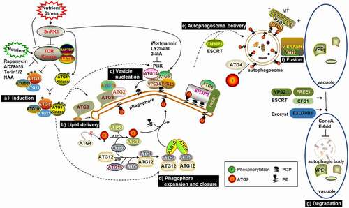 Figure 1. Schematic diagram of known or proposed steps in macroautophagy. Upon starvation, SnRK1 inhibits TOR activity, which causes ATG13 dephosphorylation and promotes the combination of ATG1, ATG13, ATG101 and ATG11 to initiate autophagy. ATG9, together with ATG18 and ATG2, facilitate the delivery of lipids to the extending phagophore. PI3K complexes synthesize PI3P and decorate the phagophore with it. Subsequently, ATG8 is modified with PE and then conjugated to the phagophore. Once formed, autophagosomes are transported to the vacuole, potentially using the microtubule cytoskeleton controlled by the ESCRT machinery. Finally, autophagosomes fuse with the tonoplast through the v-SNARE-type mechanism and release autophagic bodies into the vacuolar lumen for degradation.