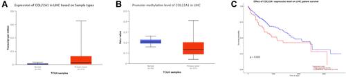 Figure 5 COL22A1 expression and the prognosis of COL22A1 was analyzed using the UALCAN tool. (A) COL22A1 expression in HCC tissues and normal ones from TCGA samples is shown. (B) The promoter methylation level of COL22A1 in HCC tissues and normal ones from TCGA samples is shown. (C) Correlation between COL22A1 expression and OS of HCC patients is analyzed based on TCGA database.