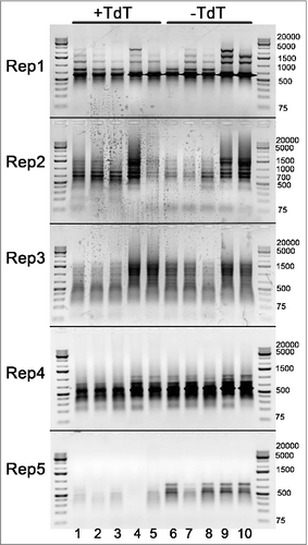 Figure 5. Gel-electrophoresis of the amplified DNA fragments, selected by possible association of the free 3′ DNA ends with other inverted repeats, originated from 5 types of D.rerio transposons, obtained by PCR with Rep1-Rep5 primers. The distribution of the amplified fragments appears to be constant and not dependent on fish age, neither it is associated with DNA breaks, as there is no apparent difference between samples, treated or not treated with TdT: 1,5 dpf embryos (lanes 1,6), 4 dpf embryos (lanes 2,7), 21 dpf zebrafish (lanes 3,8), adult female (lanes 4,9) and adult male (lanes 5,10).