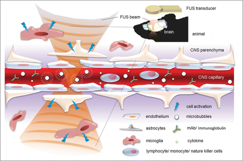 Figure 1. Schematic showing FUS-induced BBB opening with its potential effect in CNS immune modulation and immunotherapy.