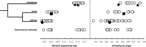 Fig. 4. Panel to the left show a simplified phylogenetic tree for the three species closest related to Bicyclus mandanes. The plots to the right show the result of two morphological measurements taken from the same three species, as well as samples from Cameroonian specimens (bottom row) thought to belong either to B. mandanes or B. collinsi. The filled symbols represent measurements from the types of the following taxon names: mandanes (diamond), graphidhabra (triangle), kenia (square), and collinsi (circle).