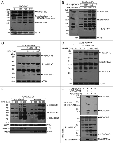 Figure 11. Oxidative stress induces the N-terminal HDAC4 cleavage product (HDAC4-NT). (A) Oxidative stress induced endogenous proteolysis of HDAC4. SK-N-SH cells were exposed to different dosages of H2O2 for 24 h and cell lysates were immunoblotted with an antibody directed against endogenous HDAC4. HDAC4-NT was indicated with a molecular mass of ~28 kDa. HDAC4-FL, full-length of HDAC4. (B) Oxidative stress induced proteolysis of exogenous expressed HDAC4. HEK 293T cells were transfected with FLAG-HDAC4 alone or cotransfected with MYC-PRKACA. Twenty-four hours after transfection, cells were exposed to different dosages of H2O2 for an additional 24 h. N-terminal FLAG-tagged HDAC4 protein was blotted with anti-Flag antibody. (C and D) Oxidative stress induced HDAC4-NT production was not affected by PRKACA inhibitor-H89, but by serine protease inhibitor-AEBSF. HEK 293T cells were transfected with FLAG-HDAC4 followed by 600 μM of H2O2 treatment for 24 h in the presence of the inhibitor. HDAC4-FL and -NT were detected by western blot analysis. The effects of increasing concentrations of H-89 (5 to 25 μM in C) or AEBSF (100 to 300 μM in D) are shown. (E) HDAC4-NT was detected both in the cytosol and nucleus. FLAG-HDAC4 transfected 293T cells were treated with 200 to 600 μM of H2O2 for 24 h followed by extraction of cytoplasmic and nuclear fractions. HDAC4-FL and -NT were detected by western blot analysis. (F) The interaction between MEF2A and HDAC4. HEK 293T cells were transfected with FLAG-HDAC4 alone or cotransfected with MYC-MEF2A. Twenty-four hours after transfection, cells were treated with or without 600 μM of H2O2 for an additional 24 h. MYC-tagged MEF2A protein was immunoprecipitated with anti-MYC beads, and blotted with anti-FLAG. 10% of input extracts were analyzed by western blot with anti-FLAG and anti-MYC antibodies.