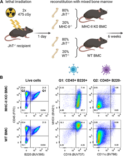 Figure 6. ADA responses to CitAbs require MHC-II dependent T/B collaboration. Panel A) Graphical abstract of the generation of bone marrow chimeric mice using JhT−/−, MHC-II−/− and WT mice. Panel B) Representative FACS plots showing the MHC-II expression on B cells and DCs in spleens of WT BMC and MHC-II KO BMC on day 28. Panel C) Quantification of key populations as shown in Panel B). Mean frequencies for each population are given above the bar. Panel D) ADA response induced by CEA-IL2v and CEA-mTCB in WT BMC (gray) and MHC-II KO BMC (blue). The ADA response against the parental CEA-IgG molecule and the ADA response against the T cell binding moiety is shown for CEA-IL2 and CEA-mTCB, respectively. I: Immunization; C: Coating; D: Detection