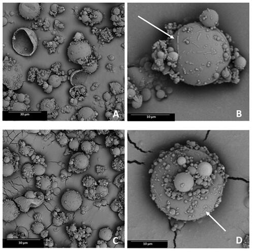 Figure 1. Scanning electron microscopy (SEM) images displaying microparticles MB1 (A, B) and MB2 (C, D) (original magnification: A, C, ×2000 and B, ×6000, D, ×8000).