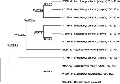 Figure 1. The phylogenetic tree of L. sabanus mitogenomes (MT241668 and MT259591) and other Leopoldamys species available in Genbank. Bootstrap values were indicated in each branch of the tree representing the result of NJ/ML/Bayesian probability. Sciurus vulgaris was selected as outgroup (NA: not available; YoC: Year of Collection).