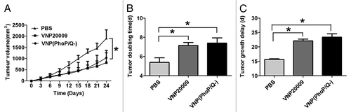 Figure 5. Antitumor effect of VNP(PhoP/Q−). 4T1 breast cancer mice per group were injected i.p. with 1 × 104 cfu of VNP20009 and VNP(PhoP/Q−), or with PBS at day 6 and 12. Tumor volumes among different groups were compared. Data are presented as mean ± SD. (A) Tumor growth curves. *P < 0.05 for PBS vs. VNP20009 and VNP(PhoP/Q−). (B) Tumor doubling time, *P < 0.05 for PBS vs. VNP20009 and VNP(PhoP/Q−). (C) Growth delay time,*P < 0.05 for PBS vs. VNP20009 and VNP(PhoP/Q−).