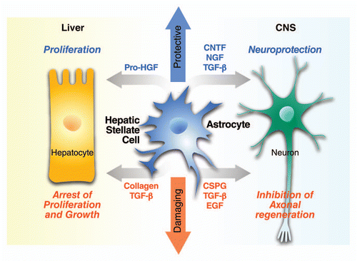 Figure 2 Dual role of HSCs and astrocytes in tissue repair. HSC activation and reactive astrogliosis after tissue injury each lead to deposition of growth factors, cytokines and ECM proteins that control cell survival, proliferation, growth and regeneration in an autocrine and paracrine manner. In both liver and CNS injury there is a dual role for HSC activation and reactive astrogliosis, respectively. The balance of protective and damaging effects of HSCs and astrocytes may be related to the mechanisms that regulate their cross-talk with hepatocytes and neurons, respectively; as well as the stage and context of injury.