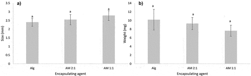 Figure 3. Graphs of (a) Sizes and (b) Weights of the microcapsules made from alginate (Alg) and alginate-mucilage mixtures (AM 2:1, AM 1:1). The results are presented as mean (n = 50) ± SD.