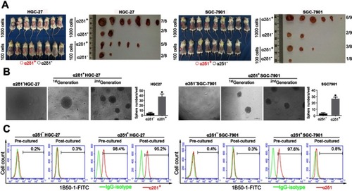 Figure 2 α2δ1+ HGC-27 and α2δ1+ SGC-7901 cells displayed cancer stem cell properties. (A) Comparison of tumor formation frequency of purified α2δ1+ and α2δ1− cells in NOD/SCID mice. α2δ1+ cells displayed significant tumorigenic capacity. (B) Comparison of sphere-formation frequency of purified α2δ1+ and α2δ1− cells in vitro. α2δ1+ cells displayed significant sphere-forming capacity. α2δ1+ cells sorted from the sphere formed previously continued to display high sphere-forming capacity after subsequent propagation. (C) Comparison of differentiation potential of α2δ1+ and α2δ1− cells in vitro. Purified α2δ1+ cells were cultured in vitro for 2 weeks, and the percentage of α2δ1+ cells decreased to the value similar to that of the unsorted parental cells. Purified α2δ1− cells were cultured in vitro under the same condition for the same period, and the percentage of α2δ1+ cells remained extremely low in the post-cultured α2δ1− cells. *p<0.05. Scale bar: 100 µm.Abbreviation: FITC, fluorescein isothiocyanate.