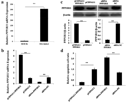 Figure 1. PPP1R11 regulated the apoptosis of porcine alveolar macrophage (PAM) cells. (a) PPP1R11 mRNA levels were detected at 24 h after being challenged with SS2 (0.5 moi). (b) qPCR was used to detect PPP1R11 in PAM cells at 24 h after transfection with pcDNA3.1-PPP1R11, and pcDNA3.1 as control; with siRNA-PPP1R11, and siRNA NC, respectively. (c) Western blot and a densitometric analysis using software imageJ to detect PPP1R11 protein levels at 48 h after PAM cells transfection. (d) PAMs were transfected with pcDNA3.1-PPP1R11, pcDNA3.1, siRNA-PPP1R11 or siRNA negative control (NC), harvested and stained with anti-annexin V-propidium iodide, and analyzed by FACS at 48 h post transfection. The results were expressed as the mean ± S.E.M. (three independent replicates per group). ** p < 0.01.