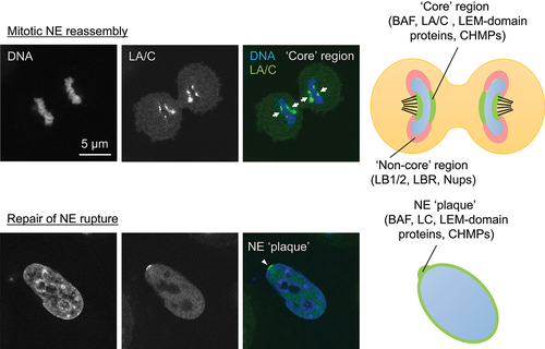 Figure 2. Representative single confocal section images and schematic depictions of the core region and the NE plaque. HeLa cells expressing sfGFP-DARPin-LA6 [Citation82] were fixed with 4% PFA, followed by permeabilization with 0.1% Triton X-100 and DNA staining with Hoechst 33342 at telophase (top) and after the induction of NE rupture by 405-nm laser-microirradiation (bottom). Arrow: core region. Arrowhead: NE plaque. Bar: 5 μm.