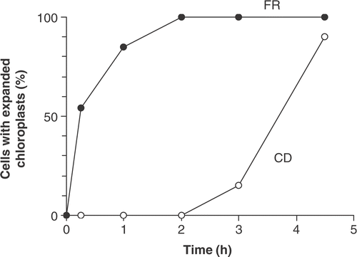 Fig 11. Recovery of resting cells of Cymbellonitzschia diluviana (CD) and cells of Martyana martyi (FR) collected from 0.15 m below the sand surface and placed in the light (30 µmol m−2 s−1) on 17 August 1987. Results are expressed as percentage of cells with fully expanded chloroplasts (n = 100).