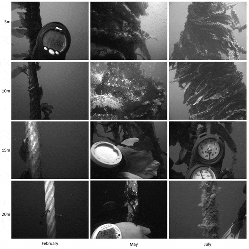 Fig. 6. Photographs taken at 5, 10, 15, and 20 m depth during February, May and July sampling surveys.