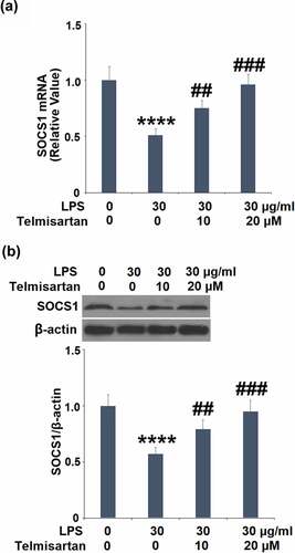 Figure 5. Telmisartan alleviated LPS-induced decrease in the expression of SOCS1. Cells were challenged with LPS (30 μg/ml) with or without Telmisartan (10, and 20 μM) for 24 hours. (a). mRNA of SOCS1 normalized to vehicle group; (b). Protein of SOCS1 normalized to vehicle group (****, P < 0.0001 vs. vehicle group; ##, ###, P < 0.01, 0.001 vs. LPS group)