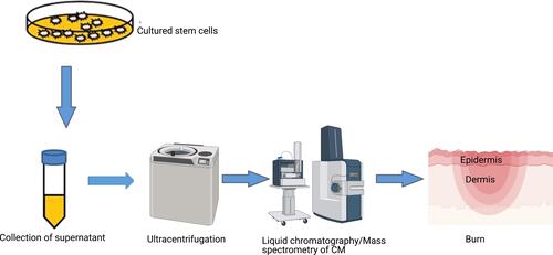 Figure 4 Secretome of stem cells.