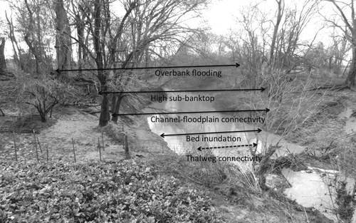 Fig. 1 Key flow stages illustrated using the channel of Hardin Slough, a Brazos River tributary. The thalweg connectivity stage would be less than the water level shown in the photo, which at the time was slightly above bed inundation stage.