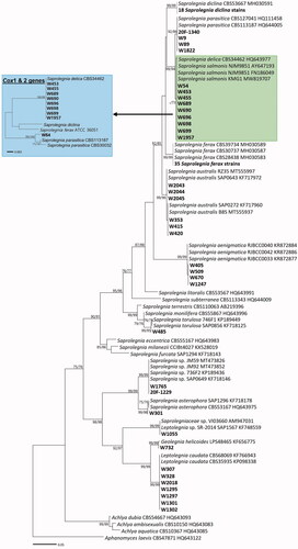 Figure 4. Phylogenetic tree of Saprolegniaceae species from the minimum evolution analysis based on the internal transcribed spacer (ITS) rDNA sequences. The large branches of Saprolegnia ferax and S. diclina were compressed. Multi-gene phylogenetic tree in a blue box was inferred using the partial cytochrome c oxidase subunit I (cox1), and cytochrome c oxidase subunit II (cox2) mtDNA sequences of taxa in a green box of the ITS tree. Bootstrapping values (minimum evolution BS/maximum-likelihood BS) higher than 70% were given above or below the branches (1000 replicates). Aphanomyces laevis was used as outgroup. The strains isolated in Korea are shown in bold. The scale bar equals the number of nucleotide substitutions per site.