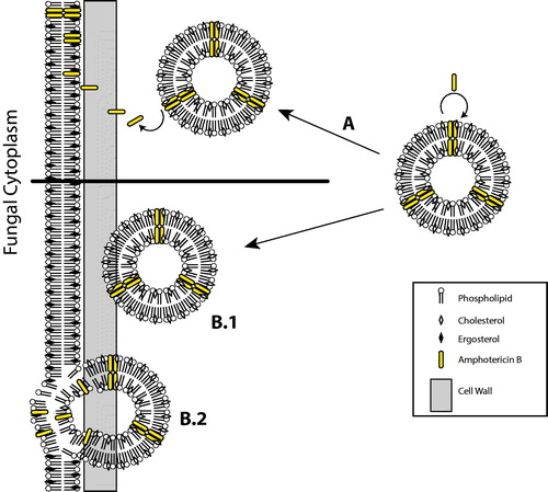 Figure 2. Alternate modes of liposome fungal interaction with the fungal membrane involves (A) amphotericin B leaving the liposome that is perturbed by fungal well and binds to ergosterol in the fungal membrane, or (B.1) the liposome traverses through the fungal cell wall to (B.2) to fuse with the fungal cell membrane and facilitate transference of amphotericin B.