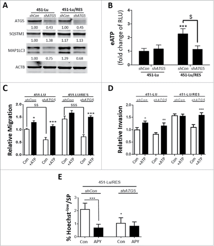 Figure 4. Elevated secretion of ATP by PLX-resistant melanoma cells is an autophagy-dependent process. 451-Lu PLX isogenic cell models were stably knocked down in ATG5 expression, in comparison to control (shCon) by shRNA and confirmed by western blot analysis of ATG5, SQSTM1 and MAP1LC3B/LC3B-II, normalized to ACTB (A). Following stable ATG5 knockdown, eATP was stained and assessed using a FlexStation 3 microplate reader; RLU, relative luciferase units (B). The effects of ATG5 knockdown on the cell migration or invasion potential were characterized by transwell assays (C, D). Hoechst 33342-based flow cytometry was performed on 451-Lu/RES cells, stably transduced with shCon vs. shATG5, and the percentage of Hoechstlow cells determined (E). All experiments are representative of 3 independent experiments ± SD. */$ = P < 0.05, **/$$ = P < 0.01, ***/$$$ = P < 0.001.