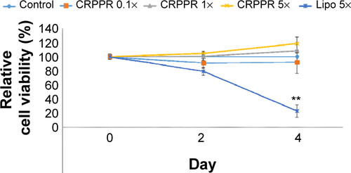 Figure S5 CRPPR-R9 does not affect cardiac fibroblast viability.Notes: The cell viability of cardiac fibroblasts at various concentrations of CRPPR-R9 was measured with CCK-8. CRPPR-R9 and lipofectamine concentrations were determined based on transfection conditions (CRPPR 1× =3.8 μg of CRPPR-R9 per well of a 24-well plate; Lipo 5× =5 μL per well of a 24-well plate). The result shows that CRPPR-R9 does not compromise cell viability even at five-fold higher concentration than the concentration used for transfection, whereas a similar concentration level of lipofectamine caused significant cell death in 4 days.Abbreviation: CCK-8, Cell Counting Kit-8.