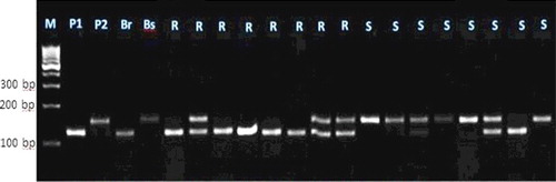 Figure 7. Experimental validation of SSR85 SSR marker in 20 lanes in F2 crosses individuals.