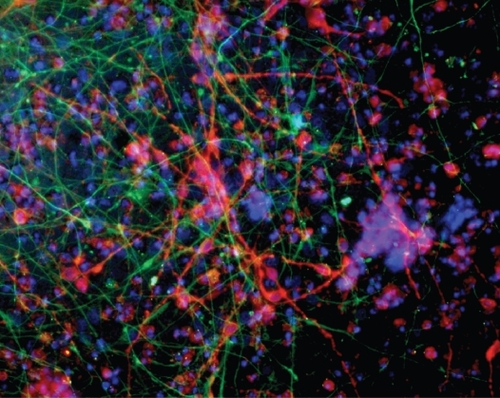 Figure 2 Human Neural Stem Cells cultured in a RADA16-I-BMHP1 3D scaffold (3 weeks in vitro). Cell nuclei are stained with DAPI (blue), neurons with βTubulin antibody (red), and astrocytes with GFAP antibody (green). In this long-term cultures neuronal morphologies resemble fairly mature neurons. A highly connected neuronal network is shown. Branched astrocytes also give evidence of differentiation of part of the stem cell progeny toward the astroglial phenotype.