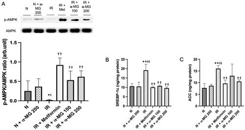 Figure 3. α-MG increased the expression of AMPK and decreased the expression of SREBP-1 and ACC. (A) Western blots p-AMPK and its relative contents, (B) protein expression of SREBP-1c in the liver tissues, and (C) protein expression of ACC in the liver tissues. Values are mean ± SD (n = 6). *p < 0.05 vs. N; **p < 0.01 vs. N; §p < 0.05 vs. N + α-MG 200; §§p < 0.01 vs. N + α-MG 200; ††p < 0.01 vs. IR.