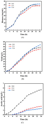 Figure 5. Cell growth (A), tryptophan yield (B) and acetic acid production (C) of the engineered strains T03, T11 and T16 after fed-batch fermentation in a 5-L bioreactor. Note: Data are average values of at least 3 experiments.