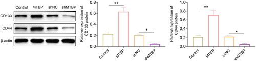 Figure 4. MTBP induced the expression of CD133 and CD44 in colon cancer cells. Western blotting was used for the detection of the expression of CD133 and CD44 in MTBP overexpression or knockdown SW620 cells. *p < 0.05, **p < 0.01.