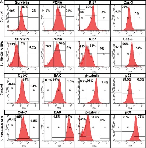 Figure 6 Comparison of protein expression in the undifferentiated and differentiated SK-N-SH neurons.Notes: (A) Protein expression in undifferentiated SK-N-SH after treatment with SurR9-C84A-loaded NPs. Compared with the untreated control, the proteins involved in cell-cycle progression, such as survivin, PCNA, Ki67, and β-tubulin, were downregulated, and the apoptotic markers BAX, Cyt-C, Cas-3, and p53 were upregulated after SurR9-C84A treatment. This confirmed the antitumor potential of SurR9-C84A. (B) SurR9-C84A increased the expression of cell-proliferation markers, such as β-tubulin, survivin, PCNA, and Ki67 in differentiated SK-N-SH cells, while indicators of apoptosis Cas-3, Cyt-C, and p53 showed reduced expression compared to the controls. Also, the differentiating marker β-tubulin III showed a slight reduction, indicating the preparatory changes toward proliferation.Abbreviations: FITC, fluorescein isothiocyanate; NPs, nanoparticles; PCNA, proliferating cell nuclear antigen.