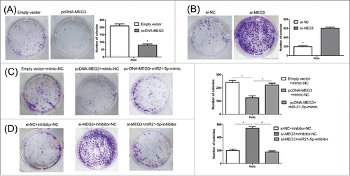 Figure 3. Colony formation assay was performed to determine the colony formation ability of transfected Hela cells. (A, B) The colony number of pcDNA-MEG3 or si-MEG3 transfected Hela cells. (C, D) The colony number of Hela cells transfected with pcDNA- MEG3 and miR-21-5p mimic or transfected with si-MEG3 and miR-21-5p inhibitor. ＊P < 0.05.