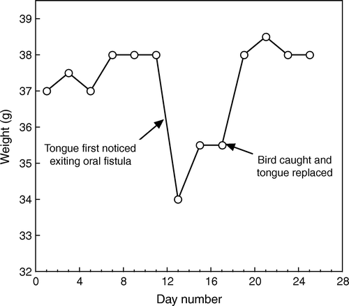 Figure 2.  Weight fluctuations of male “bg/wm” relative to a tongue protrusion.
