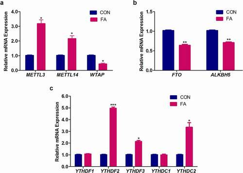 Figure 2. The effect of FA on the mRNA expression of m6A regulatory genes in C57BL/6 mouse livers. RNA isolated from control and FA-treated mouse livers were reverse transcribed into cDNA and analysed by qPCR. FA altered the expression of m6A writers (a), erasers (b), and readers (c) in mouse livers compared to the control. Results are presented as the mean ± SEM (n = 6/group). The unpaired t-test with Welch’s correction was used to determine statistical significance, *p < 0.05, **p < 0.005, ***p < 0.001. ALKBH5: Alkylation repair homolog 5; CON: Control; FA: Fusaric acid; FTO: Fat mass and obesity-associated protein; METTL3: Methyltransferase-like 3; METTL14: Methyltransferase-like 14; SEM: Standard error of the mean; WTAP: Wilm’s tumour 1-associated protein; YTHDC1: YT521-B homology domain containing protein 1; YTHDC2: YT521-B homology domain containing protein 2; YTHDF1: YT521-B homology domain family protein 1; YTHDF2: YT521-B homology domain family protein 2; YTHDF3: YT521-B homology domain family protein 3.