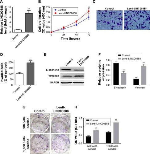 Figure 3 Overexpression of LINC00888 enhanced the A375-S2 cell proliferation and invasion. (A) Transfection of lenti-LINC00888 effectively overexpressed LINC00888 in the cells, revealed by qRT-PCR (n=3, **p<0.01 vs control). (B) The cell proliferation of cells transfected with lentivirus empty control or lenti-LINC00888 from 0 to 72 hours posttreatment (n=3, **p<0.01 vs control). (C) Representative invasion of cells transfected with negative control or lenti-LIN00888 was taken using a phase-contrast inverted microscope. (D) The quantitative comparison of invaded A375-S2 cells transfected with negative control or lenti-LIN00888 (n=3, **p<0.01 vs control). (E) Protein expression of E-cadherin and vimentin in A375-S2 cells after transfection with negative control or lenti-LIN00888 for 72 hours. (F) The quantification of E-cadherin and vimentin protein expression in the cells (n=3, **p<0.01 vs control). (G) A375-S2 cells were seeded in 6-well plates at 500 or 1,000 cells per well overnight, and then, the cells were treated with control or LINC00888 overexpression particles for 72 hours. And then, the pictures of colony format were taken using a digital camera. (H) The violet crystals were dissolved with 70% ethanol, and absorbance (595 nm) was measured with microplate reader (n=3, *p<0.05, **p<0.01 vs control).