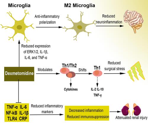Figure 2 The anti-inflammatory effect of dexmedetomidine. Some of the specific mechanisms through which dexmedetomidine reduces inflammation include the inhibited expression of ERK1/2, IL1β, IL6, and TNF, resulting in the polarization of microglia into M2 phenotype and reducing neuroinflammation. Dexmedetomidine also regulates Th1/Th2 cells and their cytokines towards Th1 shift, which causes reduced surgical stress. Moreover, it inhibits inflammatory markers, leading to downregulated immunosuppression capable of mitigating renal injury.