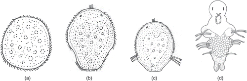 Figure 7. Marphysa gravelyi. Diagrammatic representation of the different developmental stages: (a) prototrochophore; (b) early metatrochophore; (c) late metatrochophore; (d) nectochaeta.