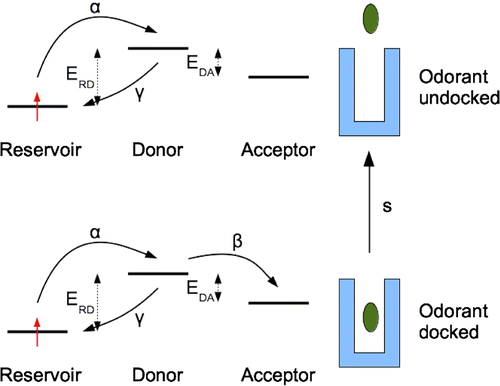 Figure 9. A cartoon of the model used to estimate the combined effect of the source of electrons and the lifetime of the odourant in the receptor on the rate at which an electron reaches the acceptor.