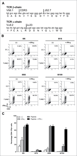 Figure 2. IFN-γ response of the CD4+ T cell clone NY67. (A) Nucleotide and amino acid sequences of the CDR3 of the beta and alpha chains of the TCR of the T cell clone NY67. (B) Melanoma cell lines were cultured in the presence or absence of IFN-γ and then loaded or not with the NY-ESO-1(157-170) peptide and washed. They were then cultured for 5 h with the CD4+ T cell clone NY67. IFN-γ response of the clone was measured by flow cytometry after CD4/IFN-γ staining. (C) Results are expressed as the mean ± SEM of the percentage of IFN-γ producing CD4+ T cells obtained from three independent experiments.