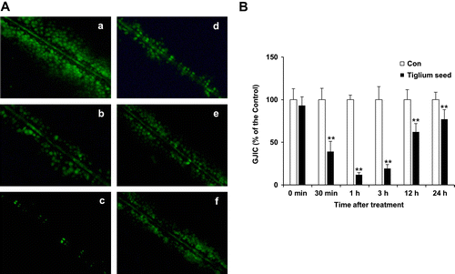 Fig. 2. Time course study of the Tiglium seed extract on GJIC in WB-F344 cells.Notes: (A,B) Representative SL/DT assay (A) for GJIC analysis and quantitative analysis (B) after the treatment with 312.5 μg/mL Tiglium seed extract (original magnification ×200). Data expressed as means ± SD (*p < 0.05 and **p < 0.01). (a) The treatment for 0 min; (b) 30 min; (c) 1 h; (d) 3 h; (e) 12 h; (f) 24 h.