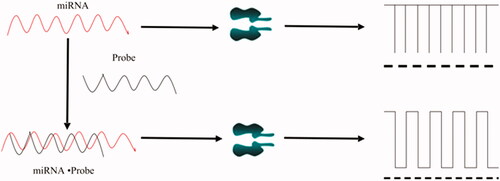 Figure 1. Detection of miRNA in a nanochannel.