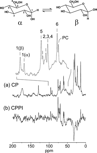 Figure 2.  13C solid-state NMR experiments to detect the interactions of D-[U-13C]glucose with GalP in E. coli inner membrane preparations. (a) A CP-MAS spectrum of membranes containing WT GalP and 10 mM substrate. The peaks for glucose (inset) are labelled according to the numbering system for the chemical structure; PC indicates the peak for the membrane phosphatidylcholine N-CH3 groups. (b) A CPPI spectrum of the same sample.