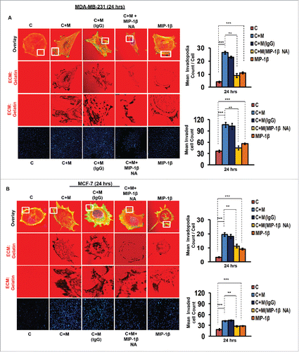 Figure 3. Macrophage-assisted ECM degradation and invasion by cancer cells is mediated by MIP-1β. (A and B) Representative images showing the effect of anti-human MIP-1β blockade by MIP-1β-neutralizing antibody (MIP-1β NA) or addition of MIP-1β-purified cytokine (MIP-1β) with respect to matrix protrusive activity, and invasion in MDA-MB-231 and MCF-7. IgG serve as isotype antibody control for MIP-1β-neutralizing antibody (MIP-1β NA). Cancer cells (MDA-MB-231 and MCF-7) treated with MIP-1β NA showed decreased activity in matrix protrusive activity and diminished invasion compared to cells that were not treated with MIP-1β NA. Cancer cells treated with MIP-1β-purified cytokine (MIP-1β) showed an increase in matrix protrusive activity and invasion compare to cells that did not treated with MIP-1β. Bars represent mean invadopodia count/cell from 10 fields per experiment and mean invasive cell count ±SE (*p < 0.05.). All the experiments were done in triplicates and repeated at least thrice. Abbreviations—C: Respective cancer Cells; C+M: Respective cancer cells co-cultured withMacrophages; C+M(IgG): Respective cancer cells co-cultured with macrophages treated with isotype antibody control IgG; C+M+MIP-1β NA: Respective cancer cells co-cultured with macrophages treated with MIP-1β-neutralizing antibody; MIP-1β: Respective cancer cells treated with MIP-1β-purified cytokine.