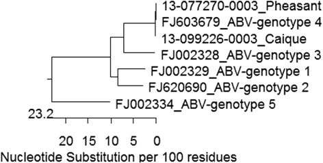 Figure 2. Phylogenetic tree illustrating the phylogenetic relationships among the partial ABV matrix protein gene nucleotide sequences of a Himalayan monal (13-077270-0003) and a white-bellied caique (13-099226-0003) from the same aviary, and ABV genotype 1-5 sequences from a variety of psittacine birds as published in GenBank